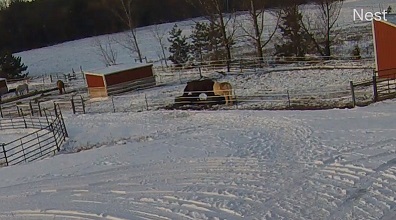 Horses at WindRidge Farm